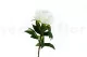 Artificial Peony Cream 5