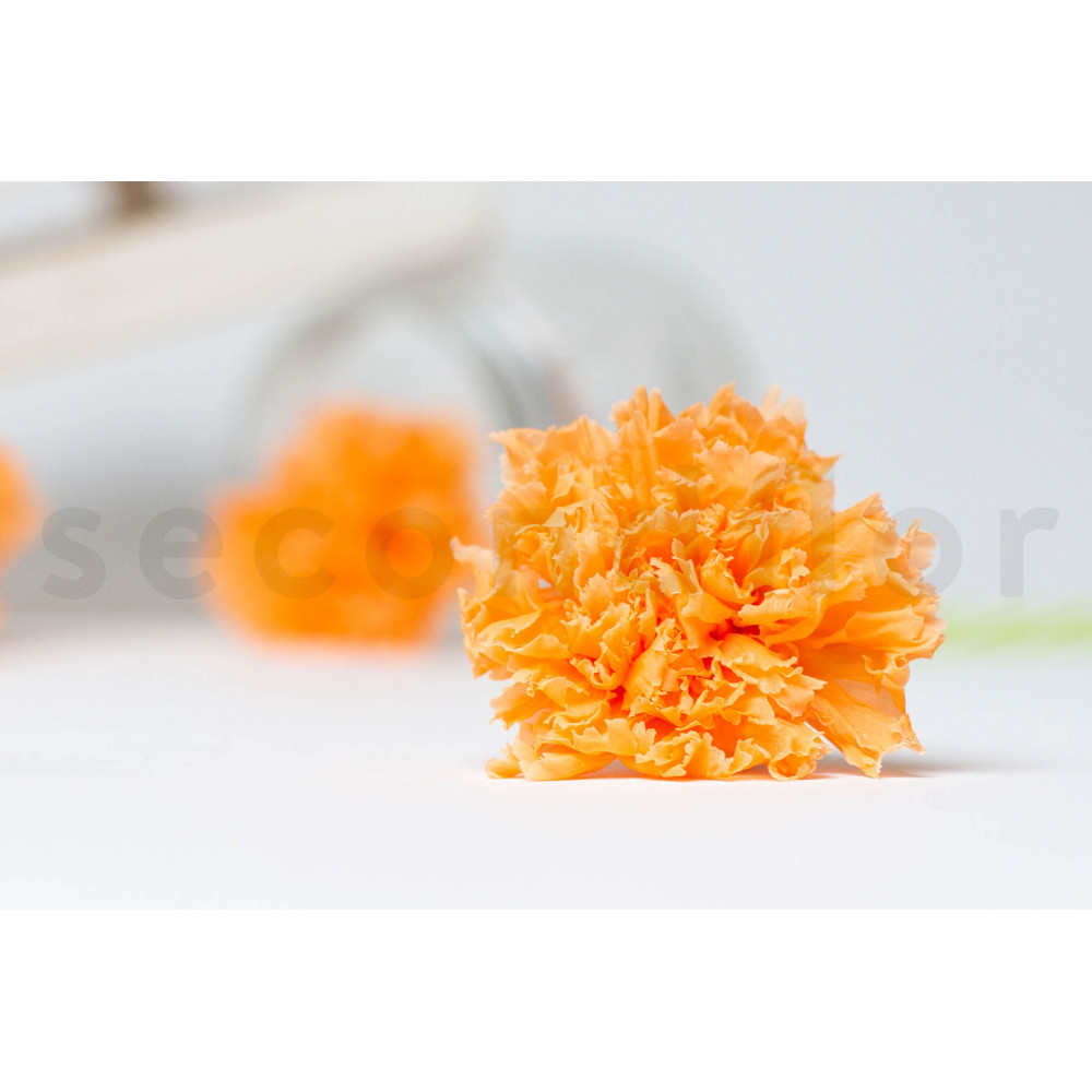 Preserved Carnation L x6 Peach