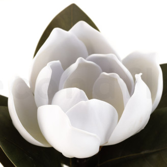 K&uuml;nstliche Magnolia mit Stiel - Wei&szlig;