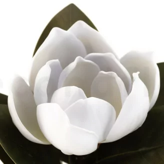 Magnolia artificial Blanco