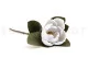Magnolia artificiel Blanc 2