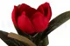 Artificial Magnolia Red 4