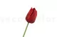 Tulipe Bordeaux artificielle 5