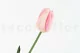 Artificial Tulip Pink 5