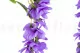 Glicine artificiale Viola 5