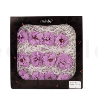 Heckenrose Stabilisiert - Verpackung 12 St. - Lila