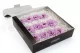 Preserved Wild Rose Purple (x12) 10