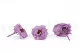 Rosa Selvatica stabilizzata Viola (x12) 3