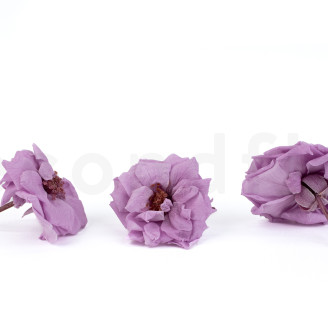 Rose Sauvage Stabilis&eacute;e - Bo&icirc;te de 12 - Violet