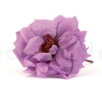 Rose Sauvage Stabilis&eacute;e - Bo&icirc;te de 12 - Violet