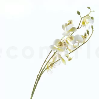 Orqu&iacute;dea artificial Crema