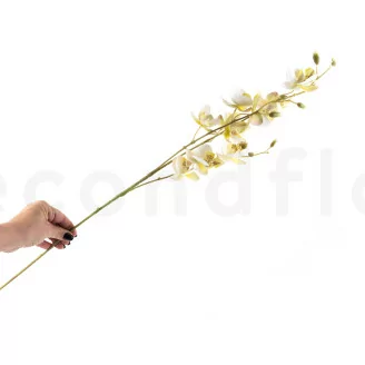 Orqu&iacute;dea artificial Crema