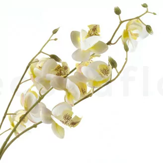 Orqu&iacute;dea artificial Crema