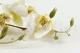 K&uuml;nstliche Orchidee Creme 4