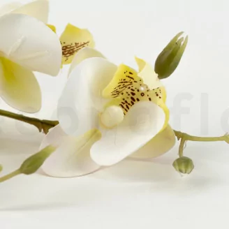 Orqu&iacute;dea artificial Crema