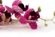 K&uuml;nstliche Orchidee Rosa 4