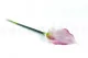 Arum artificiel Cr&egrave;me & Rose 2