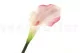 Calla artificiale Crema & Rosa 7