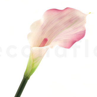 Calla Artificiale su stelo - Crema & Rosa