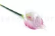 Arum artificiel Cr&egrave;me & Rose 8