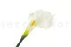 Cala artificial Crema 7
