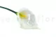 Artificial Calla Cream 8
