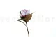 Artificial Magnolia Pink 7