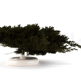 Juniperus Stabilis&eacute; - Vert
