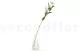Edelweiss artificial 3