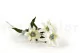 Edelweiss artificiale 2