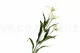 Edelweiss artificiel 5