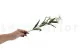 Edelweiss artificiale 4