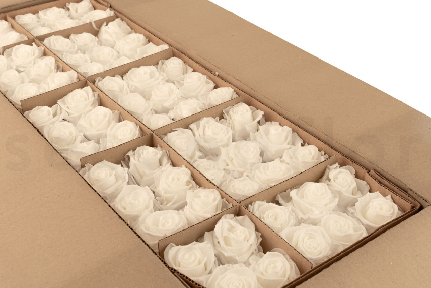 Rosa stabilizzata Verdissimo L - Sfuso 195 unit&agrave; - White