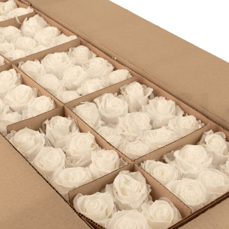 Stabilized rose Verdissimo L - Bulk of 195 units - White