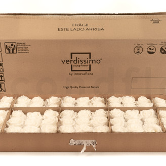Stabilized rose Verdissimo L - Bulk of 195 units - White