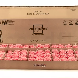 Rosa preservada L Rosa - Granel (x195)