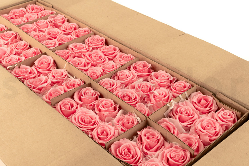 Konservierte Rose Verdissimo L - Bulk 195 St&uuml;ck - Pastel Pink