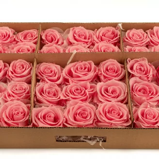 Konservierte Rose L Rosa - Gro&szlig;packung (x195)