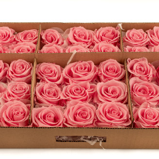 Preserved rose Verdissimo L - Bulk of 195 units - Pastel Pink