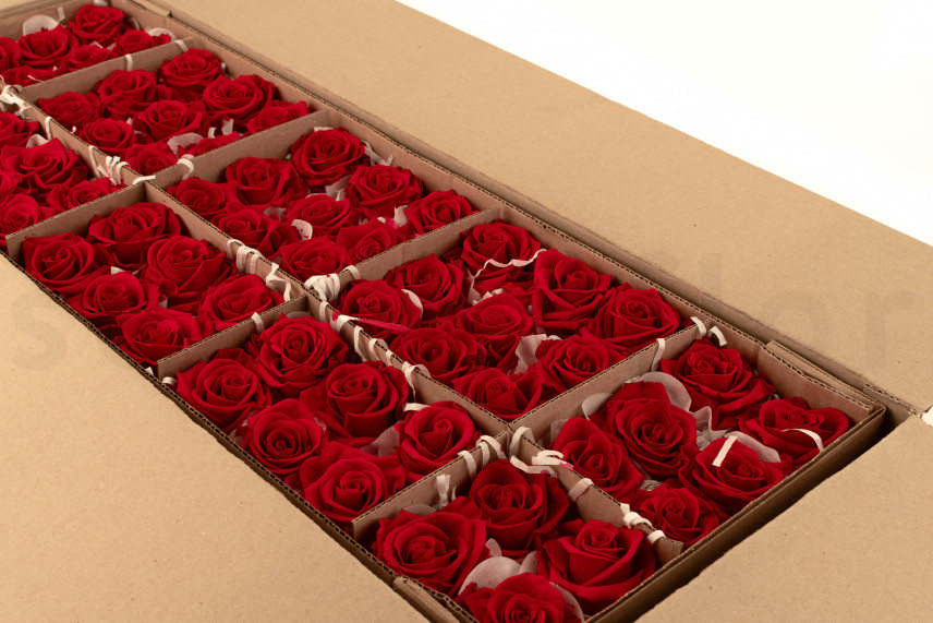 Stabilized rose Verdissimo L - Bulk of 195 units - Red