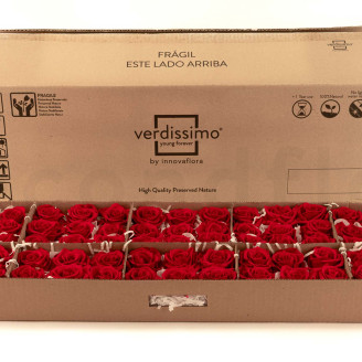 Konservierte Rose Verdissimo L - Bulk 195 St&uuml;ck - Red