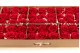 Preserved Rose L Red - Bulk (x195) 4