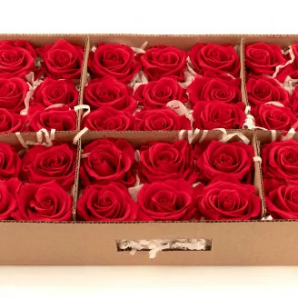 Konservierte Rose L Rot - Gro&szlig;packung (x195)