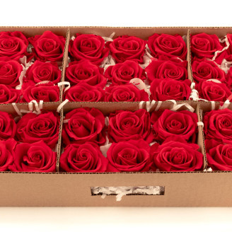 Konservierte Rose Verdissimo L - Bulk 195 St&uuml;ck - Red