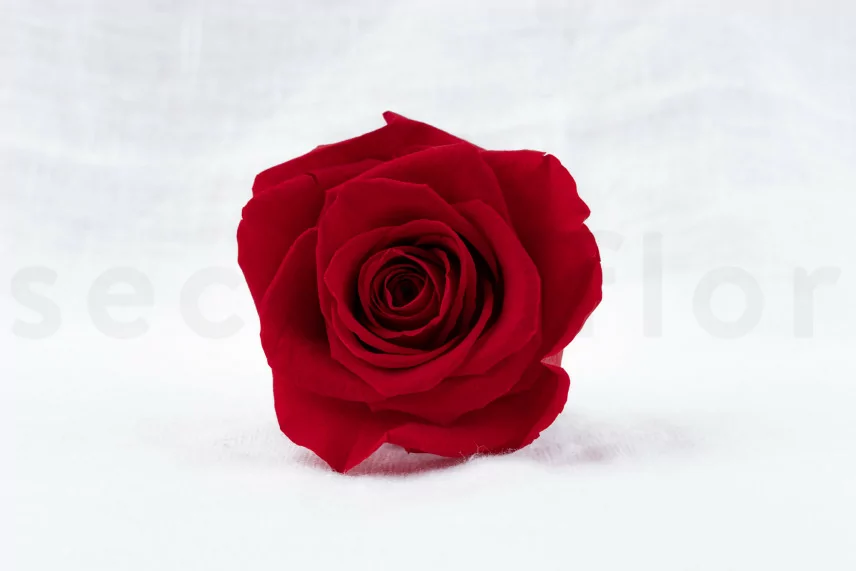 Rosa preservada Verdissimo XL - Caja de 5 - Red