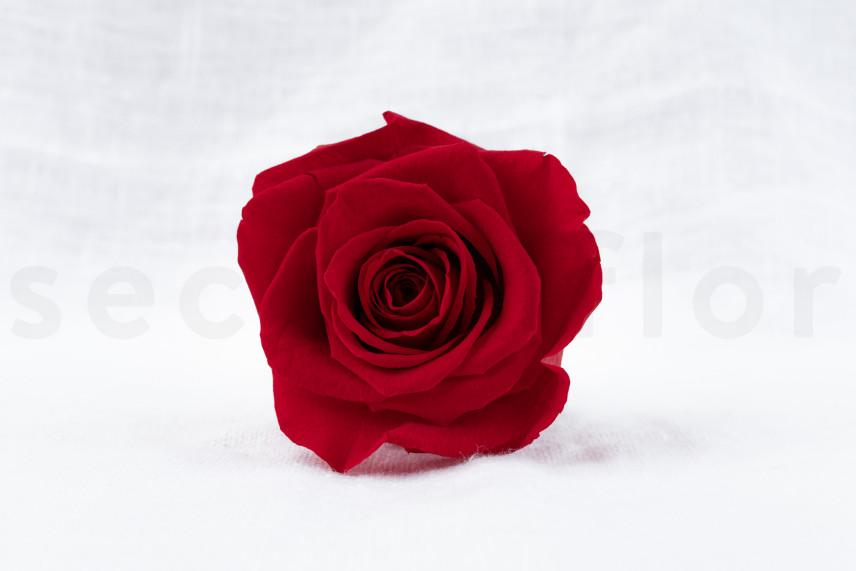 Rosa preservata Verdissimo XL - Scatola da 5 - Red