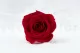Rosa preservada XL Rojo (x5) 1