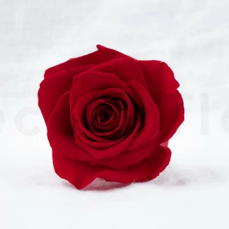 Preserved Rose XL Red (x5)