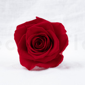 Rosa preservata Verdissimo XL - Scatola da 5 - Red