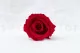 Konservierte Rose L Rot - Gro&szlig;packung (x195) 2